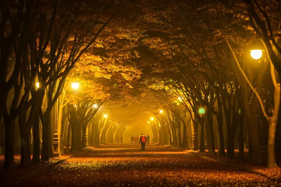 Đường phố về đêm với ánh đèn vàng ấm áp mùa thu